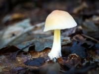 Kleiner heller Pilz im Blätterteppich